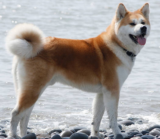 japanese hunting dog