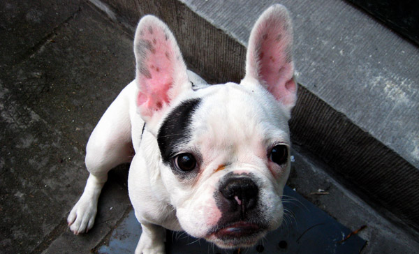 small dog breeds with big ears