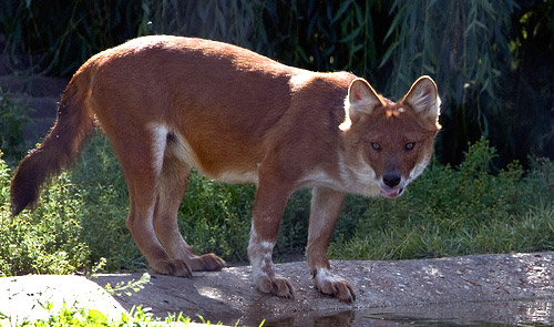 http://www.caninest.com/images/dhole.jpg
