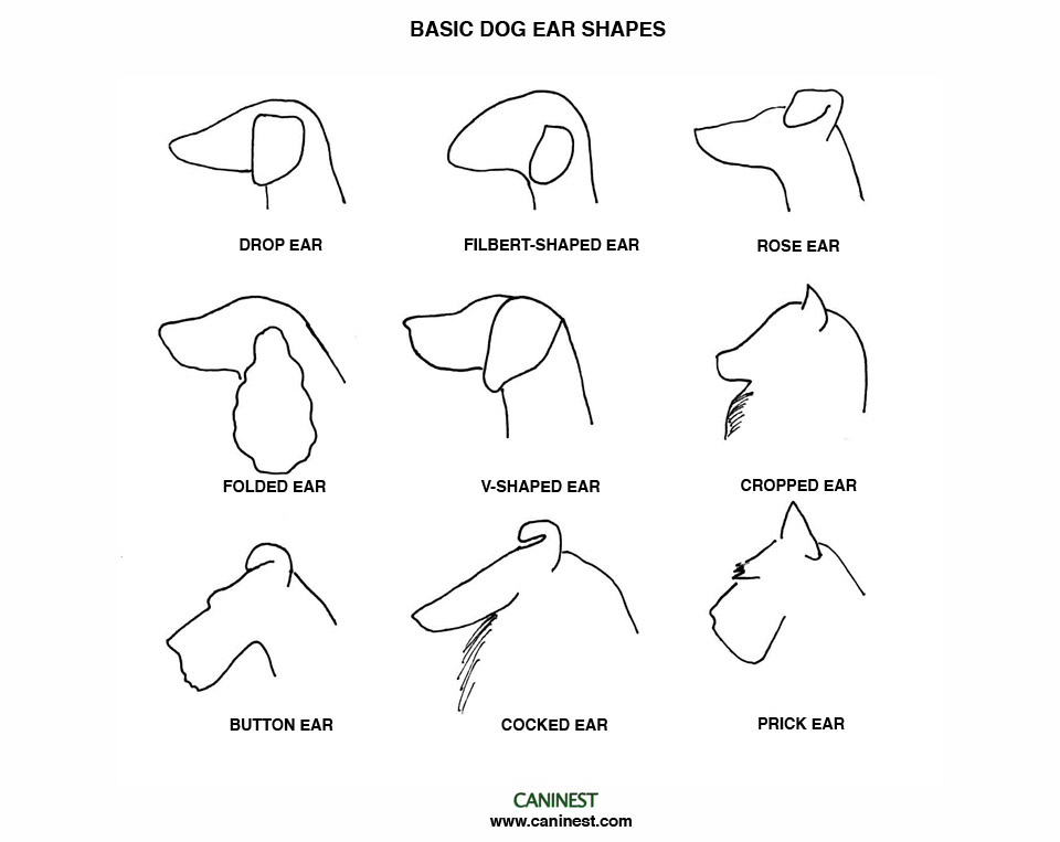 dog breed head shapes